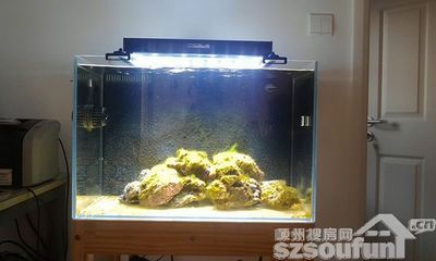 从风水角度鱼缸放家里什么位置好：鱼缸摆放位置对于家庭运势和财富有着重要的影响 鱼缸百科 第1张