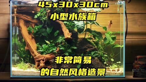 沉木鱼缸适合养什么鱼好养活 鱼缸百科 第3张