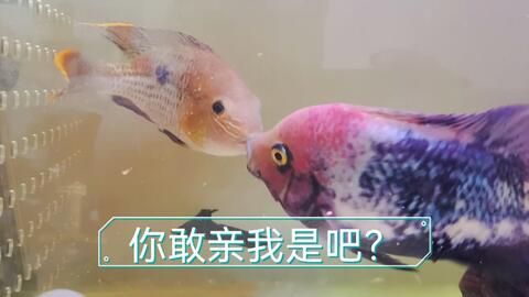 搬运鱼缸时碰坏了,柜子完好,光买缸子可以么？：鱼缸在搬运过程中损坏了怎么办？ 鱼缸百科 第1张