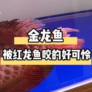 红龙鱼的尾巴怎么越养越大：红龙鱼尾巴怎么越养越大 龙鱼百科 第3张