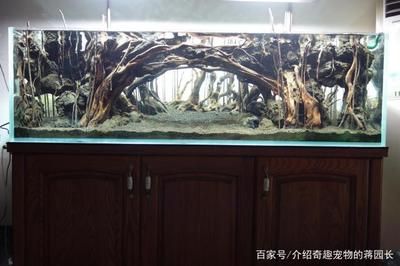 便宜的鱼缸造景材料是什么：如何选择鱼缸造景材料 鱼缸百科 第3张