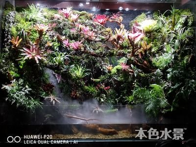 大型鱼缸水草：大型鱼缸中水草的作用 鱼缸百科 第4张