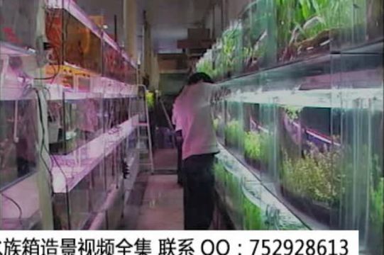 大鱼缸水草怎么放进去视频教学：在大鱼缸中种植水草的视频教学如何正确养护水草的心得