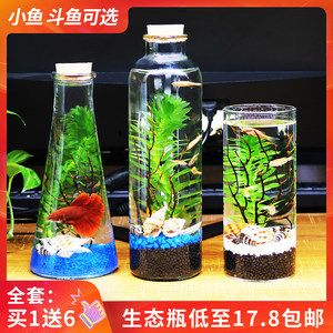 斗鱼缸造景大赛视频播放：斗鱼缸造景的艺术与科学 鱼缸百科 第4张