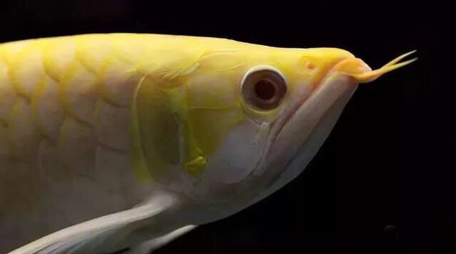 红眼白子龙鱼怎么养活