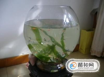 大鱼缸每次换水直接换自来水可以吗：大鱼缸每次换水不应该直接使用自来水，换水注意事项