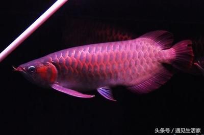 红龙鱼鳞片白色与黑色区别：红龙鱼的鳞片颜色可以分为白色和黑色