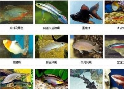 不常见的观赏鱼种类：不常见的观赏鱼种类及其特点