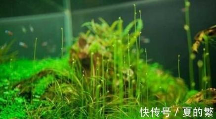 大鱼缸水草：水草在大鱼缸中的作用