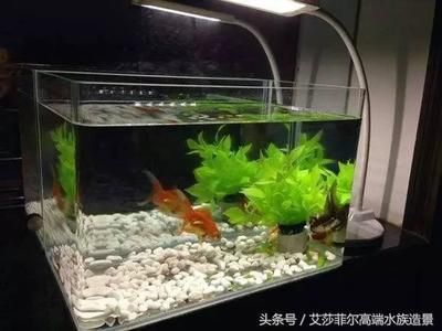 超白鱼缸跟普通鱼缸哪个好用：超白鱼缸与普通鱼缸各有优缺点，如何选择鱼缸材质 鱼缸百科 第2张