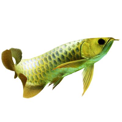 金龙鱼幼苗：金龙鱼幼苗可以在以下途径购买：金龙鱼幼苗的饲养方法