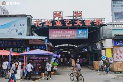 芳村花鸟鱼虫新市场 广州水族批发市场 第1张