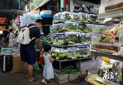 广州芳村花卉市场搬迁最新消息：广州芳村花卉市场搬迁 广州水族批发市场 第4张