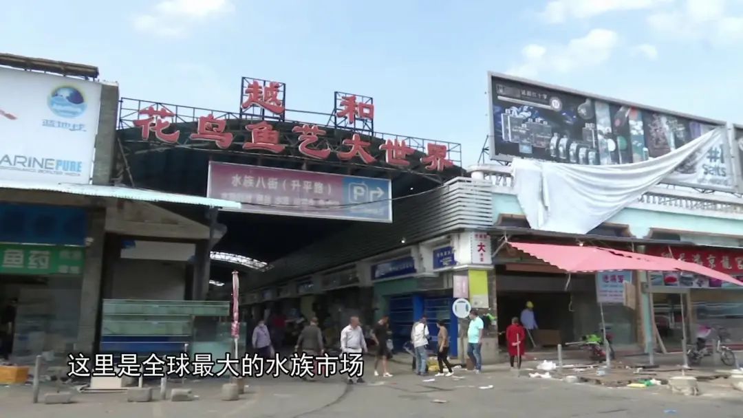 芳村花鸟市场搬了吗：广州花鸟鱼虫市场的历史演变 广州水族批发市场 第1张