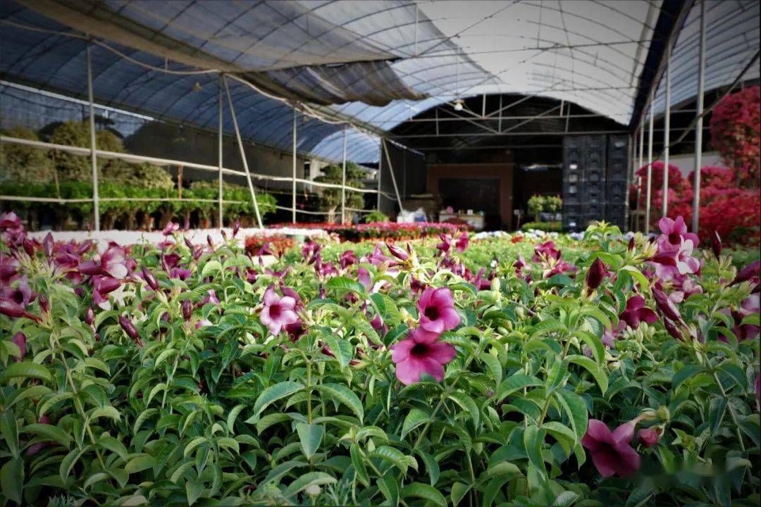 广州芳村花卉批发市场都什么花卉呢：广州芳村花卉市场的特色分区广州岭南花卉市场的发展历程 鱼缸风水 第3张