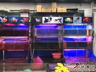 百艺城花鸟鱼虫新世界封闭：广州百艺城花鸟鱼虫新世界封闭情况芳村花鸟鱼虫新世界封闭