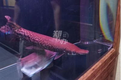 观赏鱼售卖平台：水族电商的发展趋势 广州观赏鱼批发市场 第4张