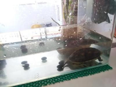 大型鱼缸可以养乌龟吗：大型鱼缸养乌龟的注意事项