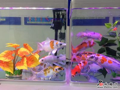 花鸟市场有观赏鱼卖吗现在怎么样：上海花鸟市场 广州观赏鱼批发市场 第2张