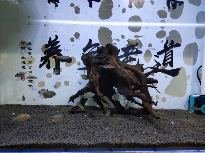 沉木鱼缸养什么热带鱼：沉木在鱼缸中的作用