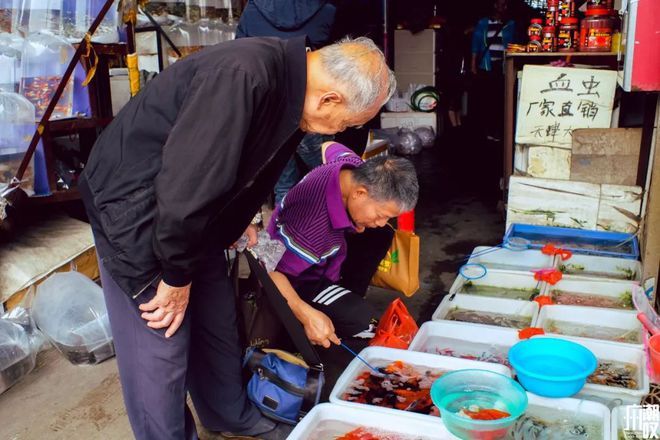 芳村花鸟鱼虫市场在哪个地铁口：广州芳村花鸟鱼虫市场 广州水族批发市场 第1张