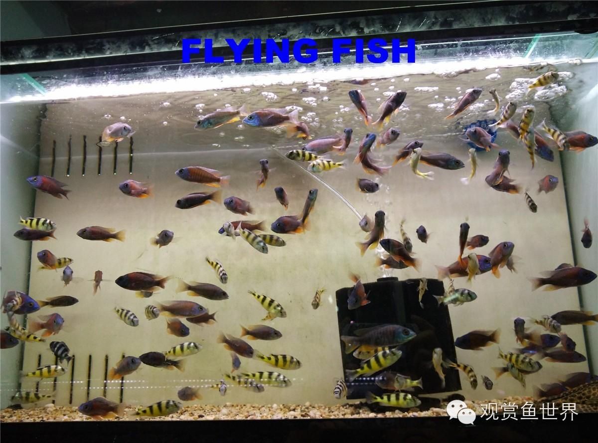 广州水族市场在哪个位置：广州市水族市场交通指南