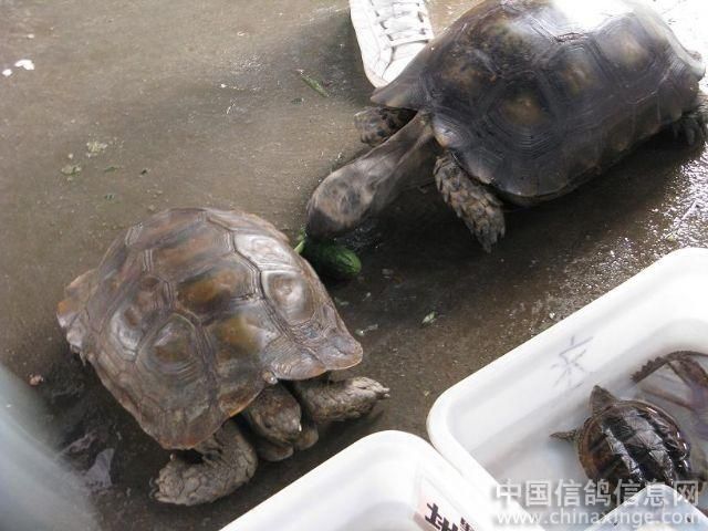 芳村花鸟虫鱼市场在哪里啊几点关门：关于芳村花鸟鱼虫新世界的详细介绍 广州水族批发市场 第4张