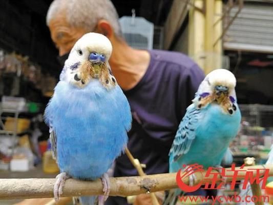 广州芳村花草鸟虫鱼批发市场：广州芳村花草鸟虫市场 广州水族批发市场 第3张