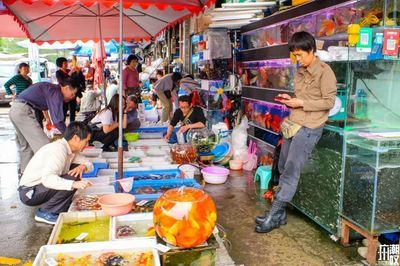 广州芳村花鸟鱼虫市场什么时候搬迁完：广州芳村花鸟鱼虫市场2020年10月20日全面撤场