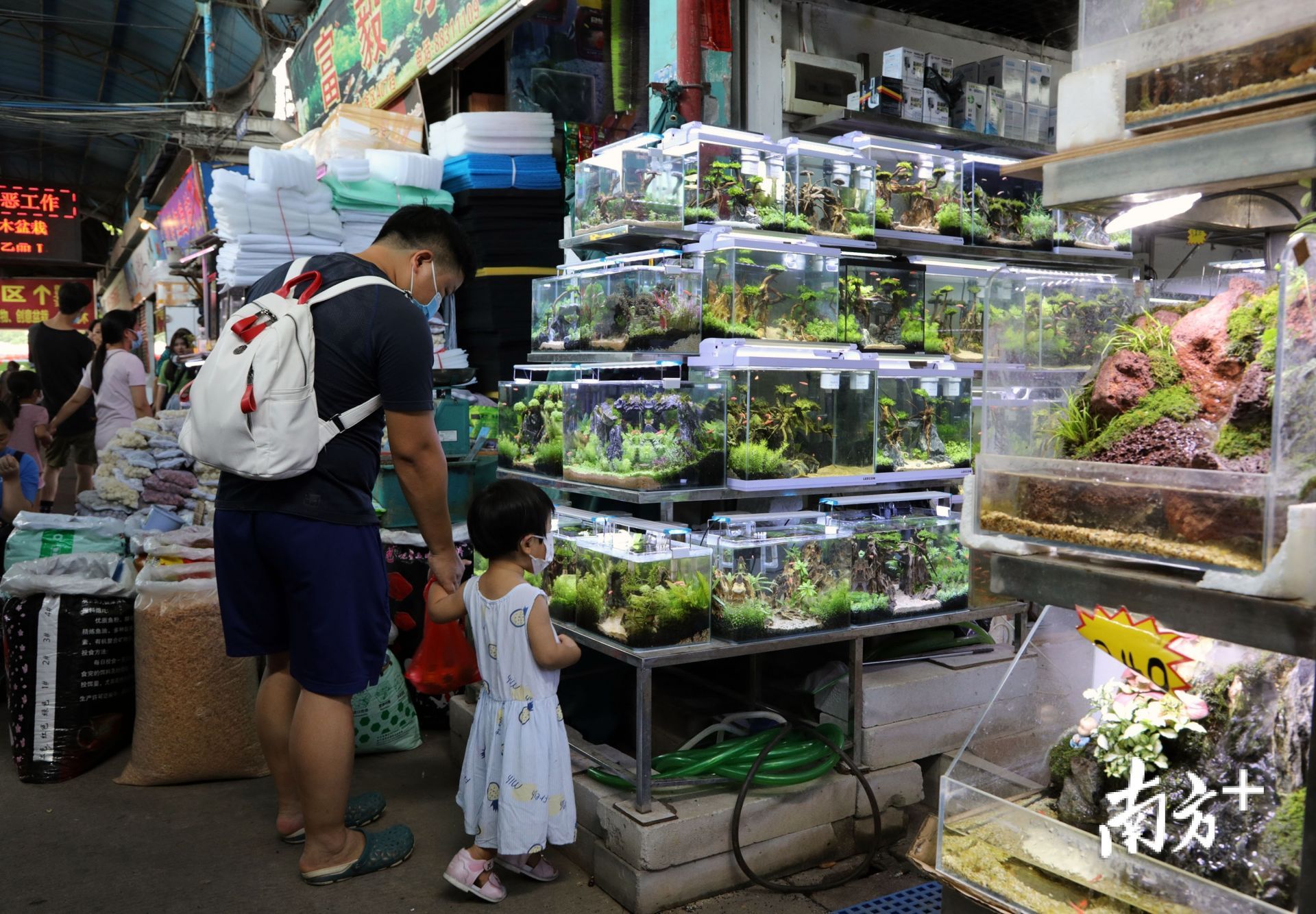 广州芳村花鸟鱼虫市场什么时候搬迁完：广州芳村花鸟鱼虫市场2020年10月20日全面撤场 广州水族批发市场 第4张