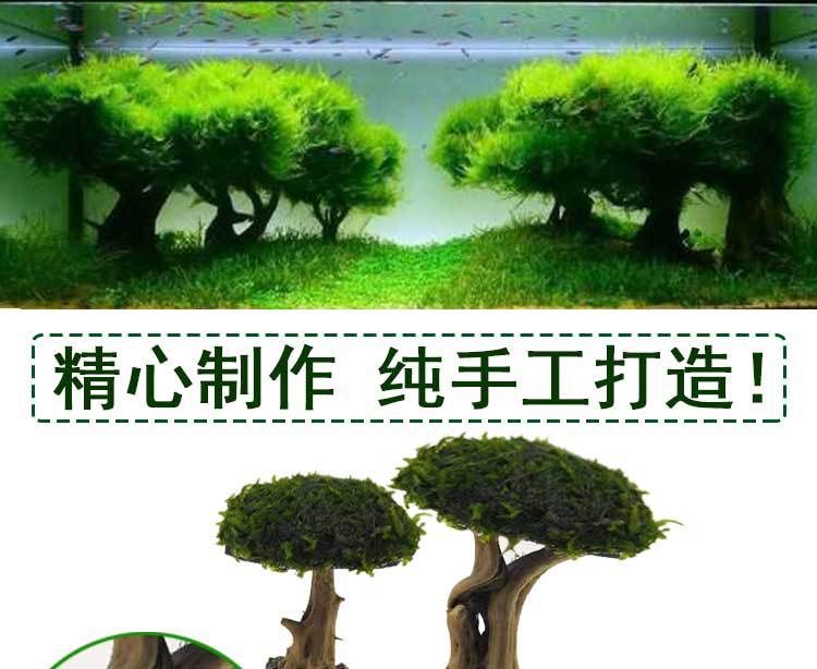 广州鱼缸造景用的杜鹃根卖：广州鱼缸造景用的杜鹃根 广州水族批发市场 第2张