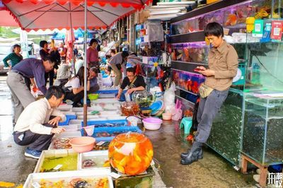 芳村花鸟鱼虫市场搬了吗：芳村花鸟鱼虫市场已经在2024年搬迁到新的地方 广州水族批发市场 第1张