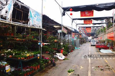 芳村区花鸟市场在哪里呀 广州水族批发市场 第1张