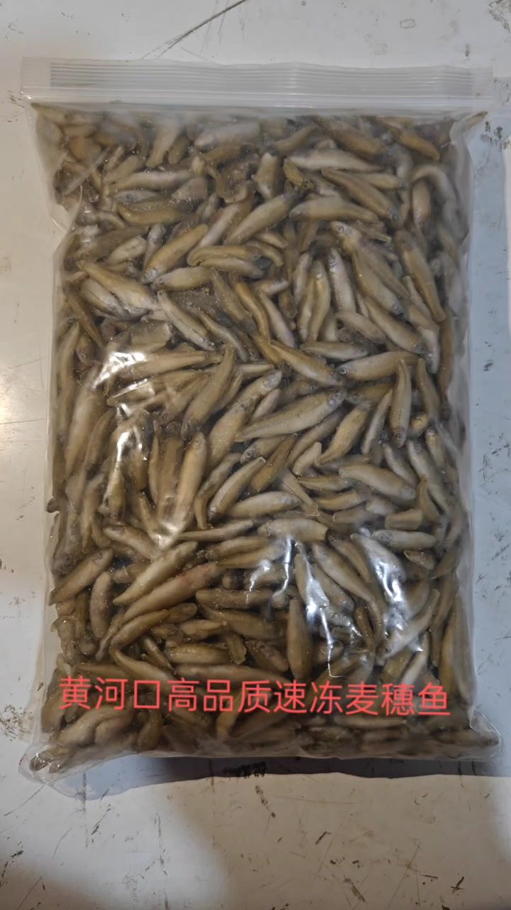 麦穗鱼喂食记：黄河口高品质速冻麦穗鱼 观赏鱼论坛