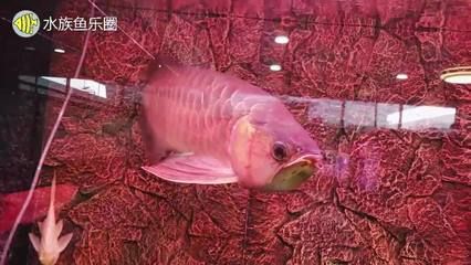 广州水族市场哪个好：广州水族市场哪里好