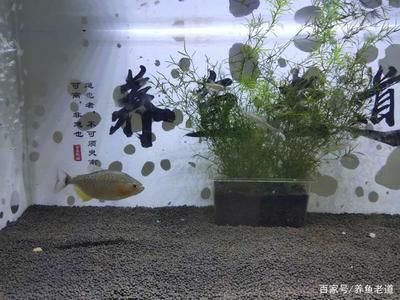 家里的小鱼缸养几条鱼最好：家里小鱼缸养几条鱼最佳 鱼缸风水 第4张