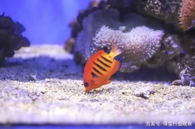 广东水族批发市场在哪儿啊：广东水族批发市场 广州水族批发市场 第1张