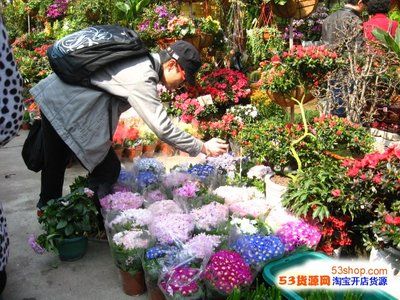 广州金鱼批发市场：广州金鱼批发市场及其相关信息 广州水族批发市场 第1张