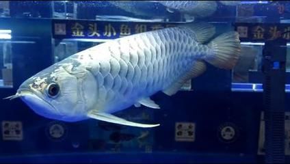 广州水族批发市场买观赏鱼便宜吗多少钱：广州水族批发市场中的观赏鱼价格 广州水族批发市场 第4张