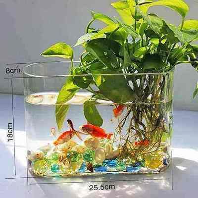 淡水鱼缸养什么植物最好：如何选择适合自己的淡水鱼缸植物 鱼缸风水 第1张