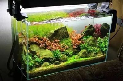 淡水鱼缸养什么植物最好：如何选择适合自己的淡水鱼缸植物 鱼缸风水 第3张