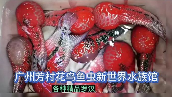 广州百艺城有卖鱼吗在几楼卖鱼：关于广州百艺城卖鱼的具体信息