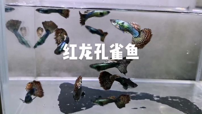 红龙孔雀鱼视频 鱼缸风水 第2张