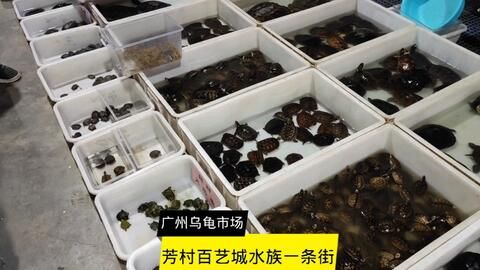 广州芳村水族批发市场搬到哪里：广州芳村花鸟鱼虫市场已经搬迁到了荔湾区芳村龙溪大道广州花卉博览园内 广州水族批发市场 第3张