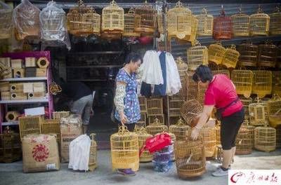 广州芳村水族批发市场搬到哪里：广州芳村花鸟鱼虫市场已经搬迁到了荔湾区芳村龙溪大道广州花卉博览园内 广州水族批发市场 第1张