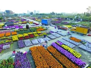 芳村花卉市场搬哪里去了：广州花卉市场的变迁史广州花卉市场到现代化的广州花卉博览园 广州水族批发市场 第3张