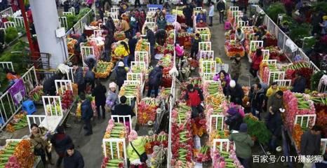 芳村花卉市场搬哪里去了：广州花卉市场的变迁史广州花卉市场到现代化的广州花卉博览园 广州水族批发市场 第4张