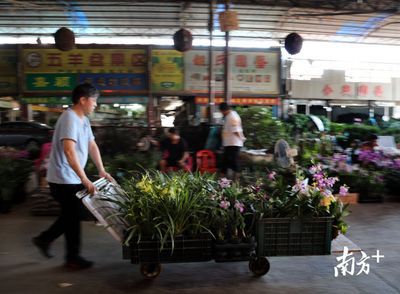 广州芳村花鸟市场什么时候搬迁：广州芳村花鸟鱼虫市场搬迁倒计时 广州水族批发市场 第1张