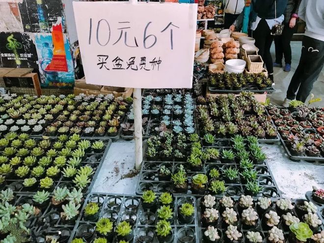 芳村花鸟鱼虫新市场买多肉：广州芳村花鸟鱼虫新市场 广州水族批发市场 第4张