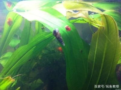 观赏鱼缸水草养殖：关于观赏鱼缸水草养殖的知识点 鱼缸风水 第3张